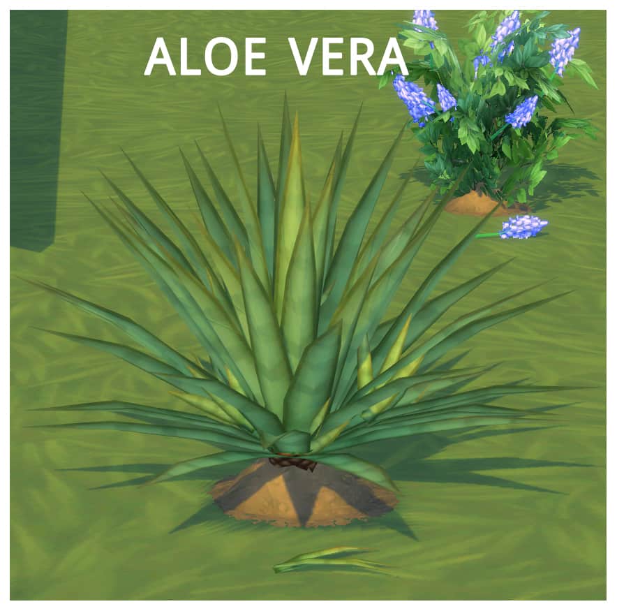 Preview image for Harvestable Aloe Vera by Icemunmun